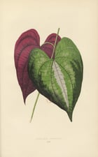 Dicorea Discolor LIV Poster Dicorea Discolor LIV Poster